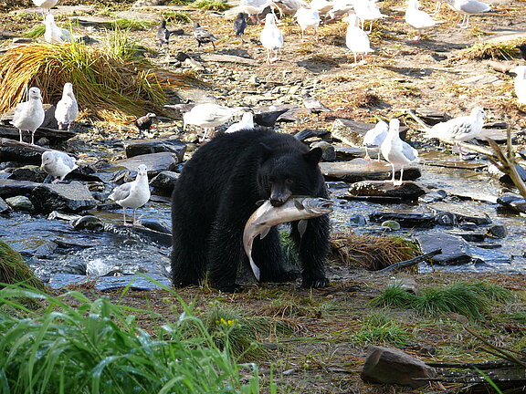 Alaska-Kreuzfahrt-Bärenbeobachtung-Ketchikan-Bär-und-Lachs-Copyright-MOCEAN_05.jpg